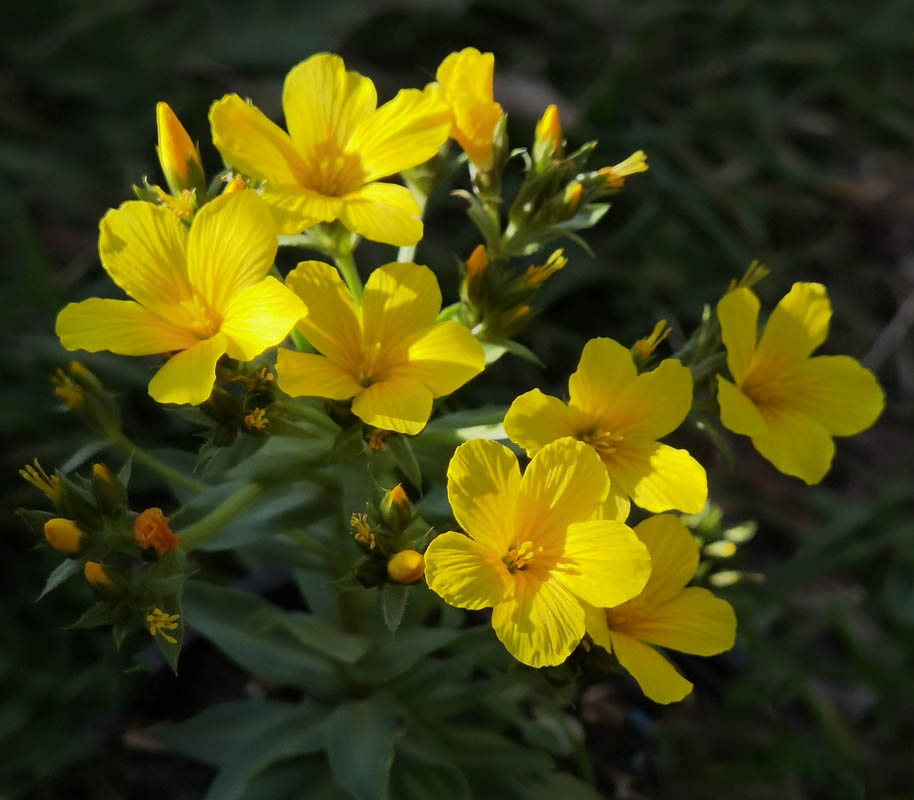 Linum capitatum photo
